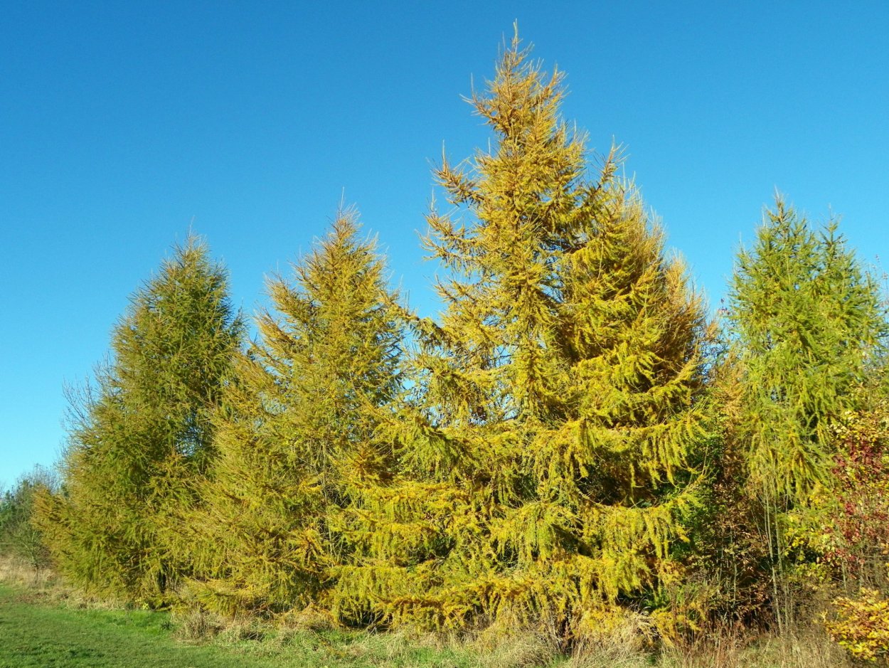 Лиственница Сибирская Larix sibirica