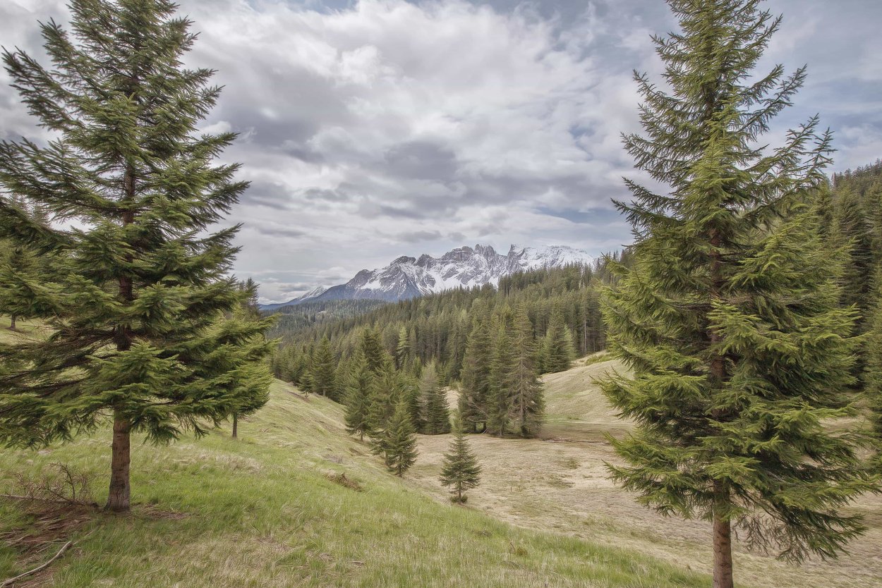 Кедрово-Пихтовая Тайга