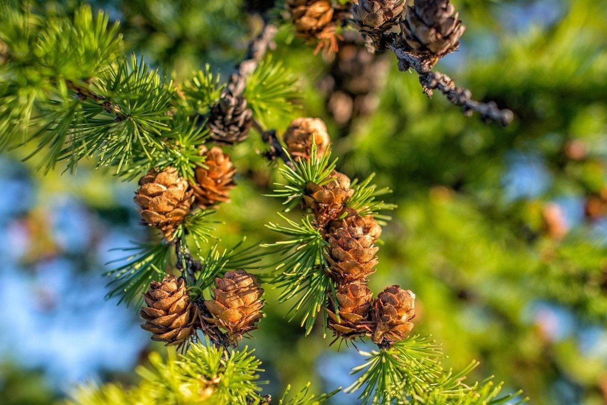 Лиственница Сибирская Larix sibirica