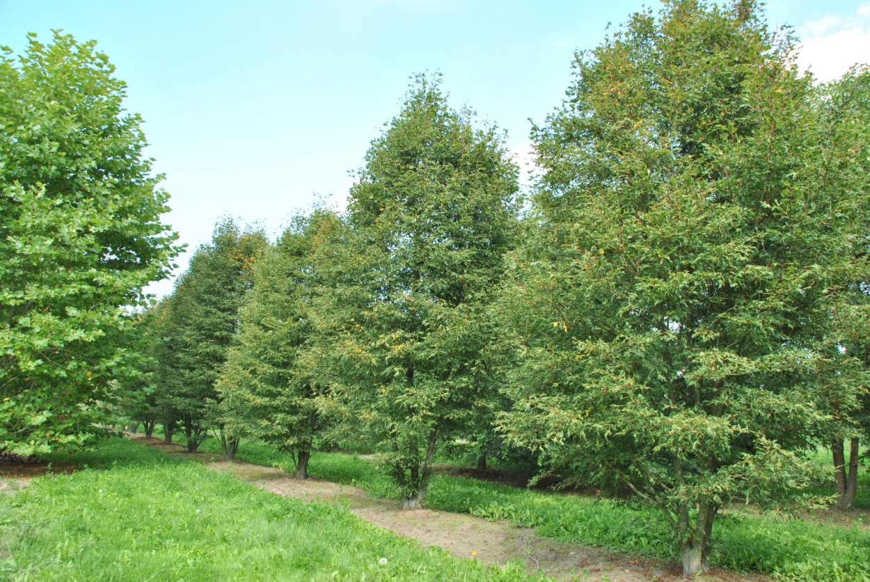 Липа крупнолистная Рубра