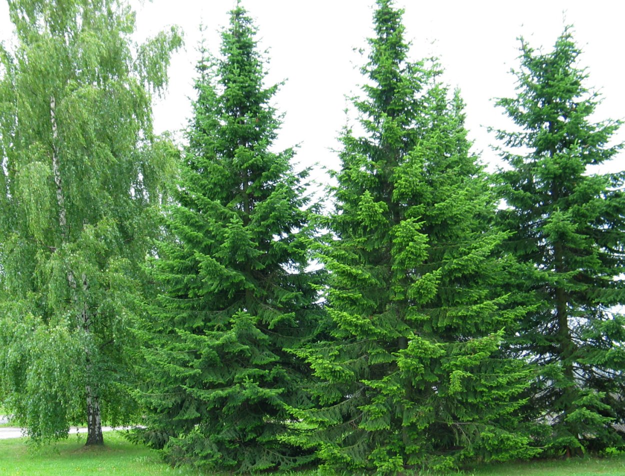 Пихта Сибирская Abies sibirica Ledeb.