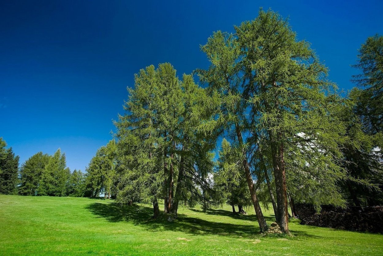 Лиственница Сибирская Бригантина