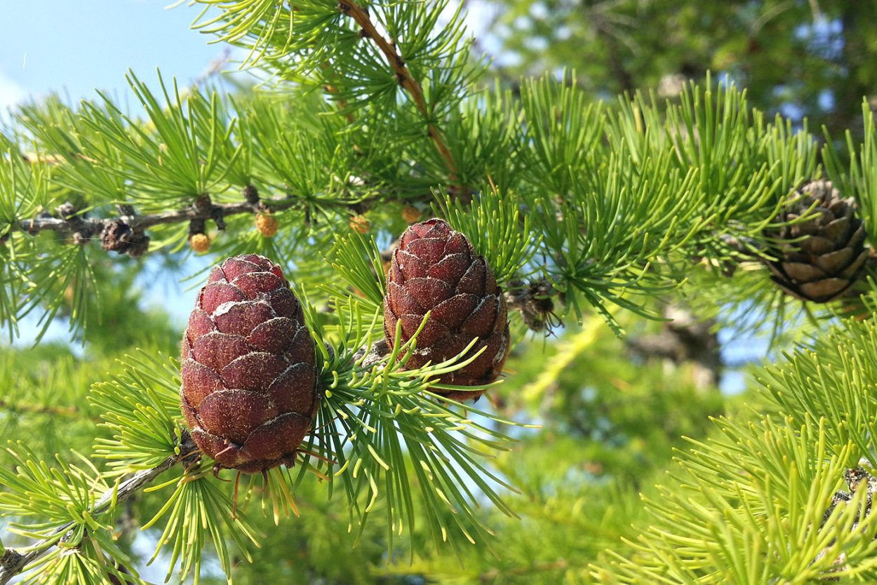 Лиственница Сибирская Larix sibirica