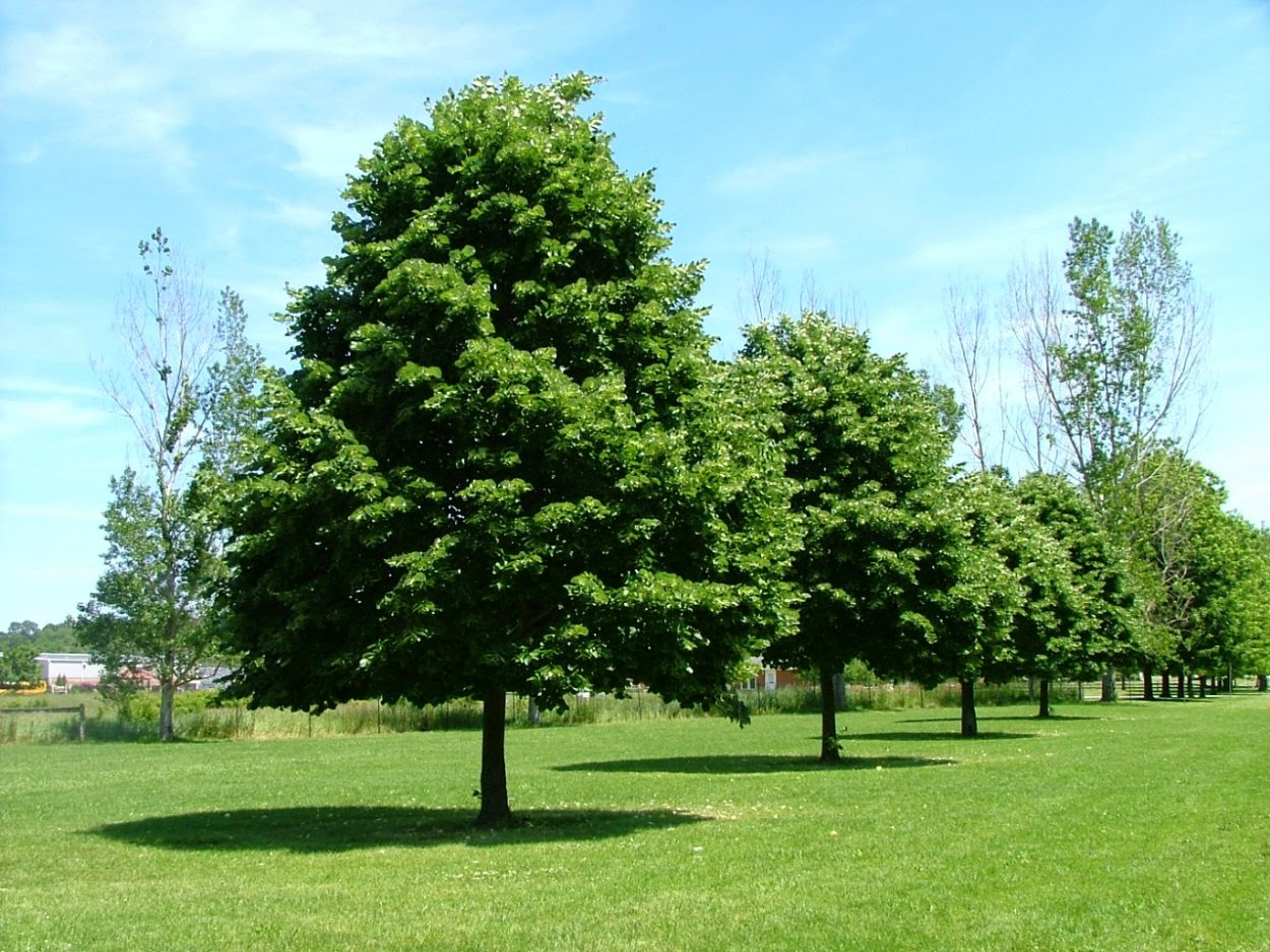 Липа мелколистная Tilia cordata
