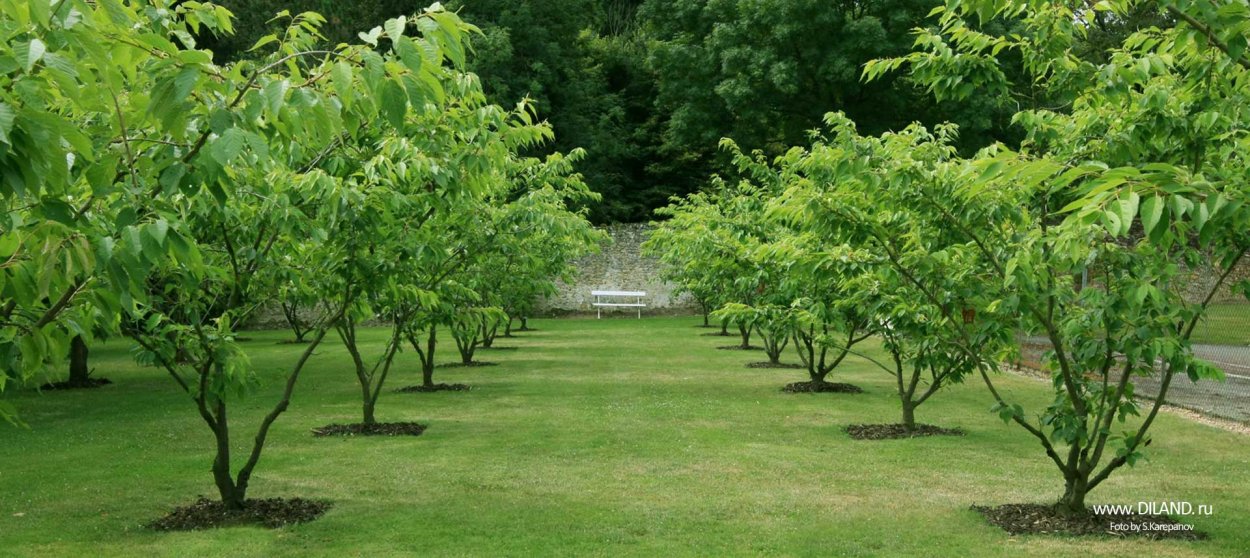 Молодое дерево