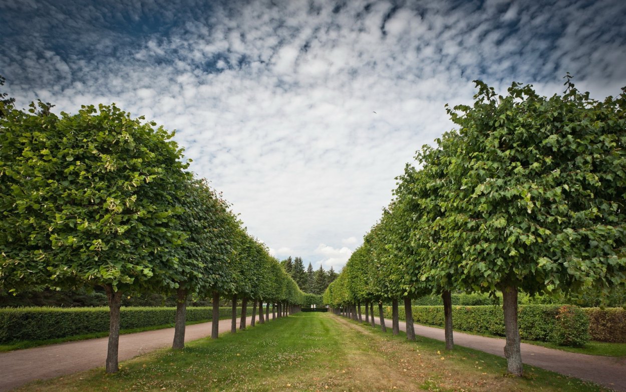 Липа мелколистная рядовая посадка