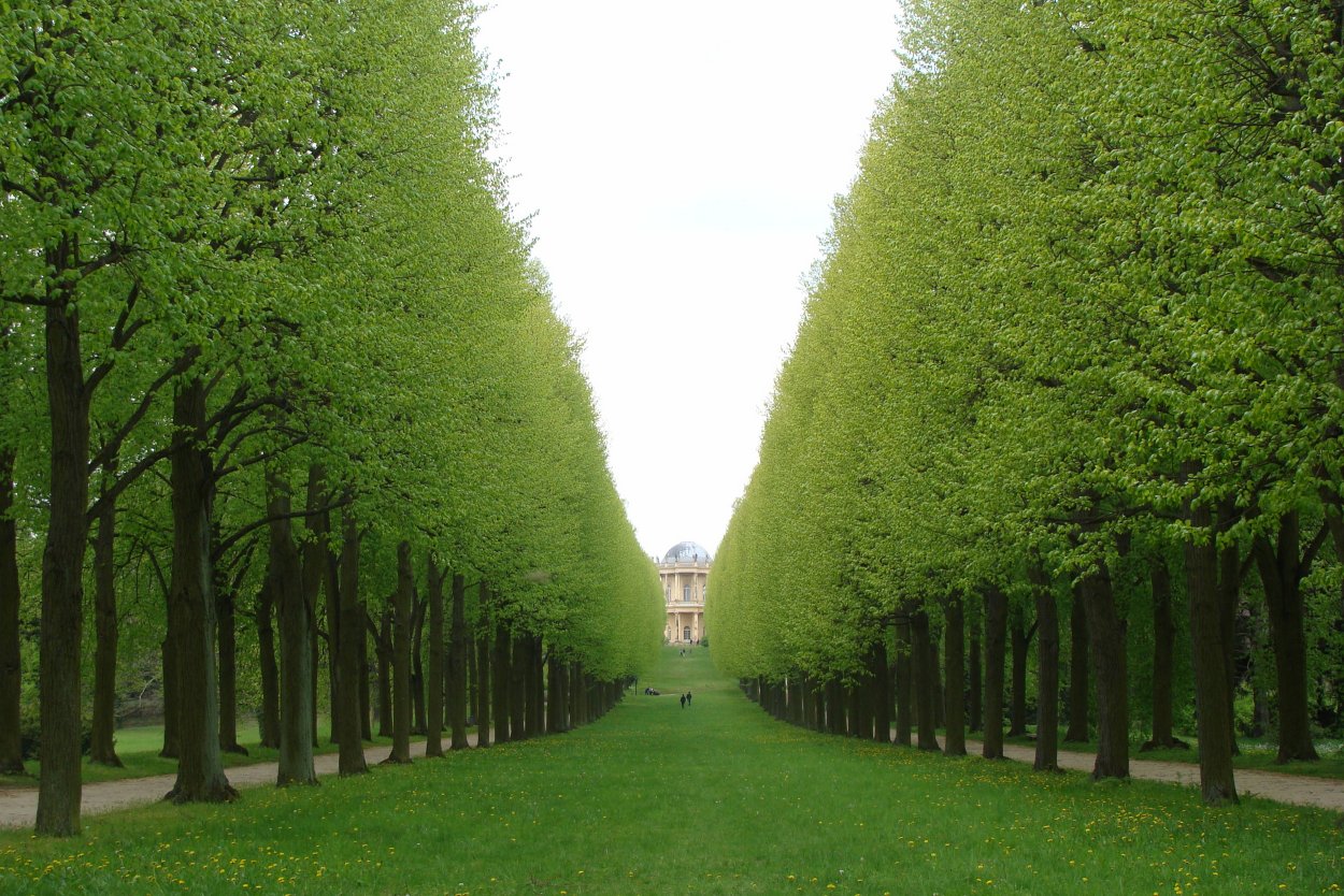 Липа мелколистная Липовая аллея