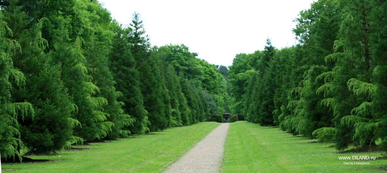 Лиственница Кисловодский парк