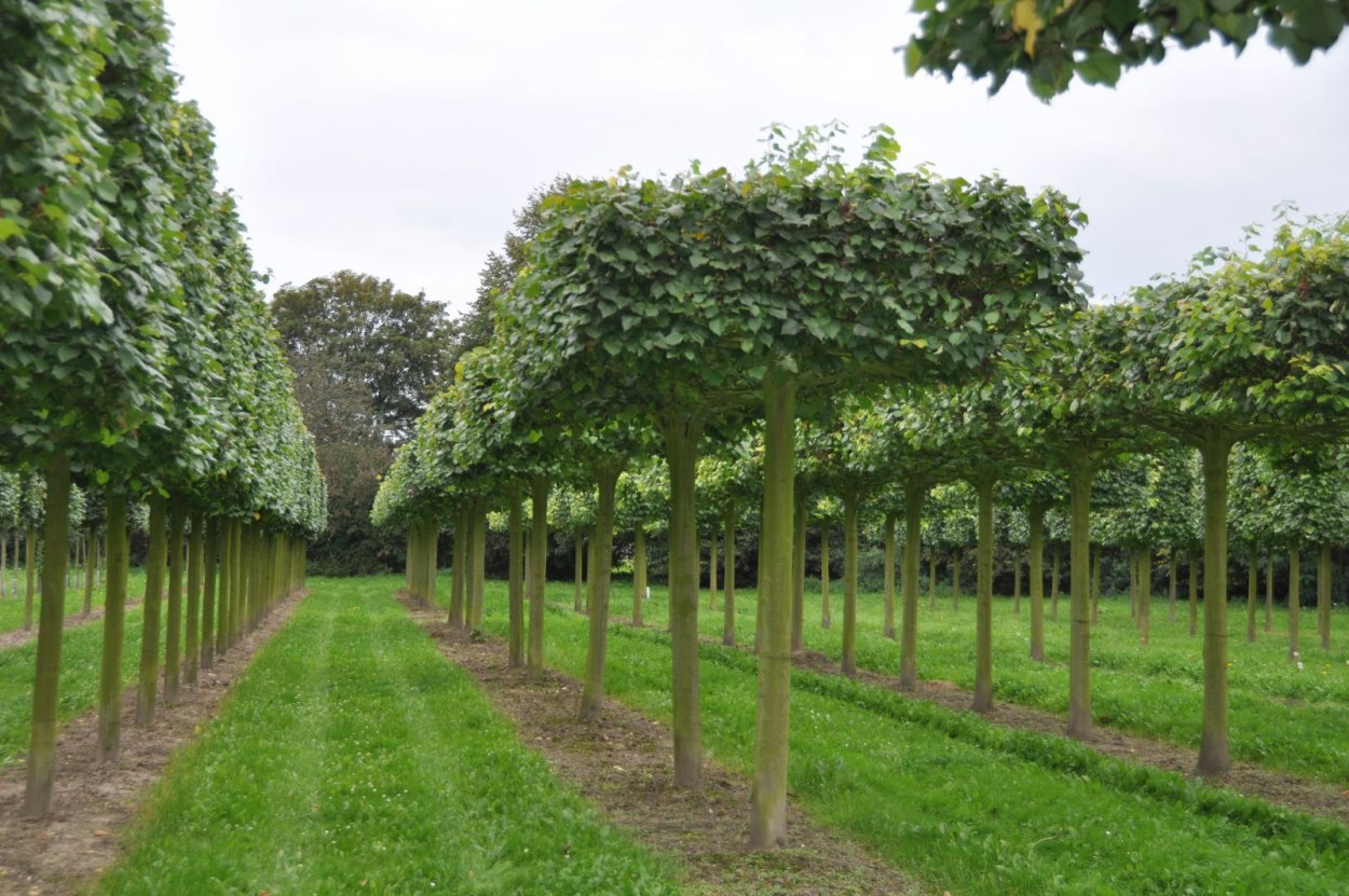 Липа мелколистная Паллида