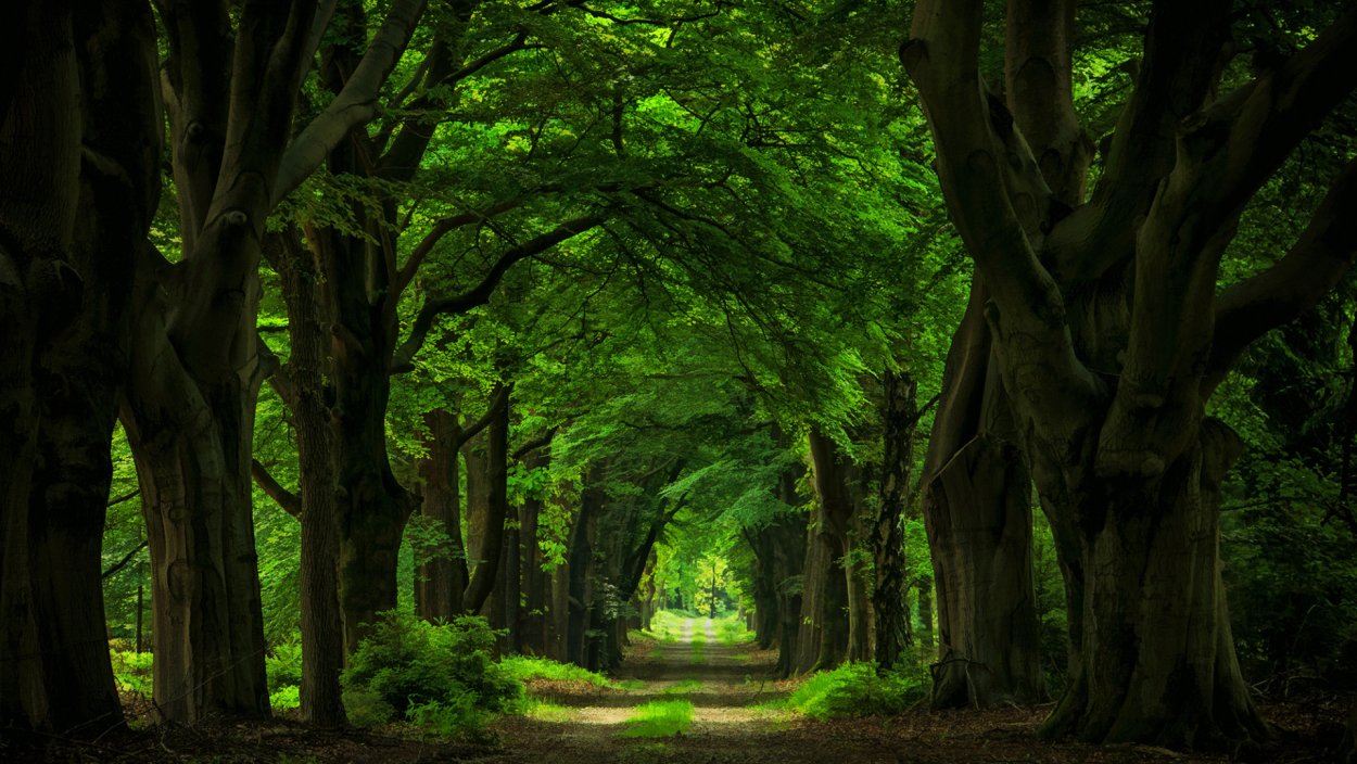 Шервудский лес тропинки