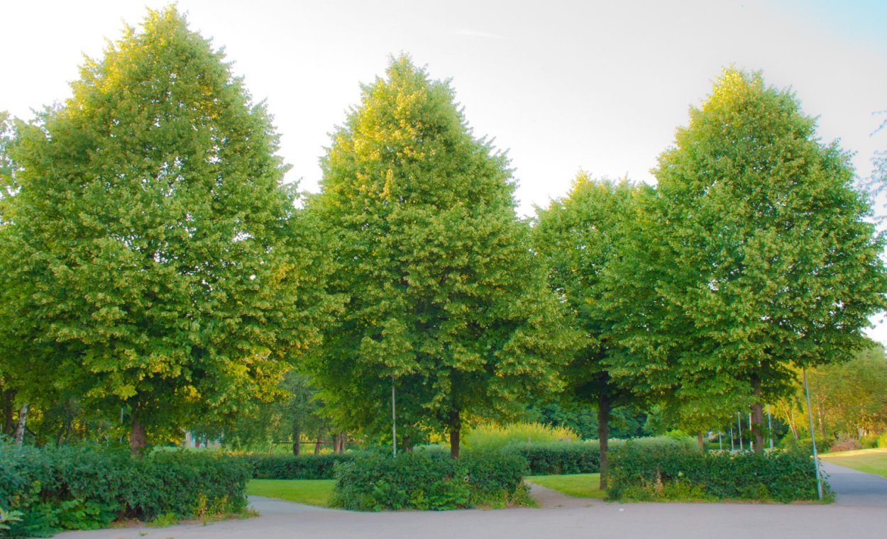 Липа мелколистная сердцевидная