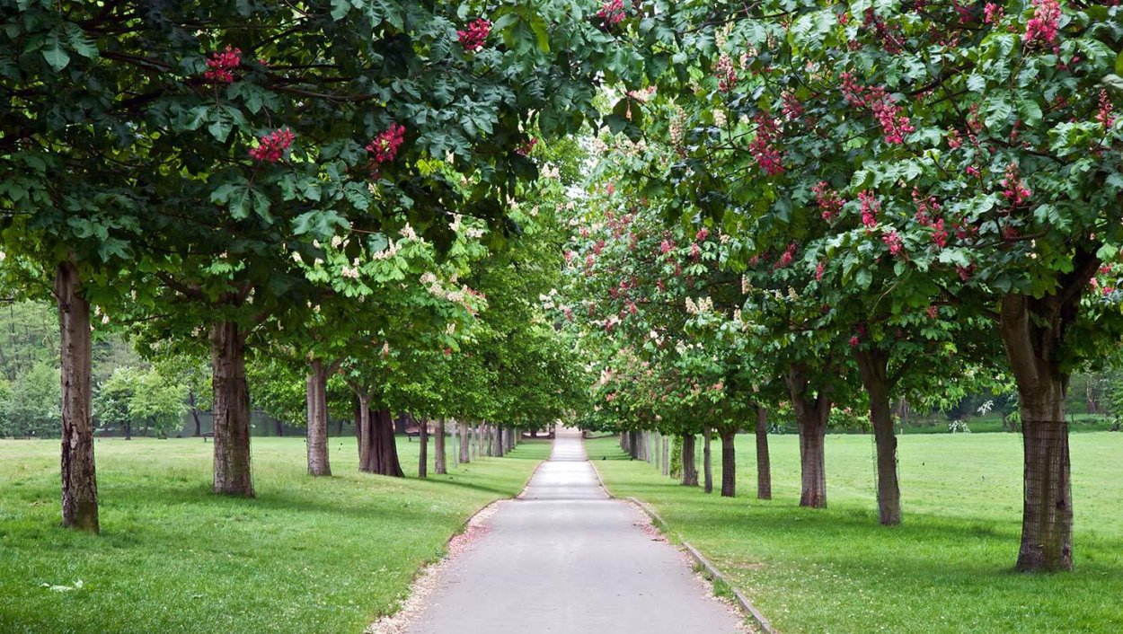 Рядовые аллейные посадки