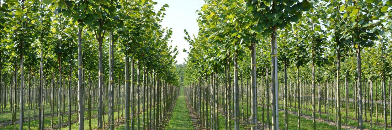 Аллейная посадка деревьев