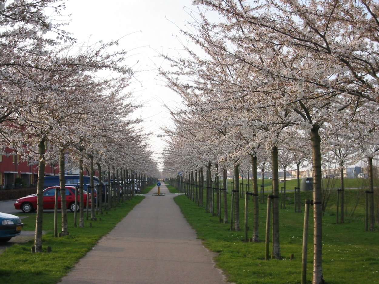 Аллея из плодовых деревьев