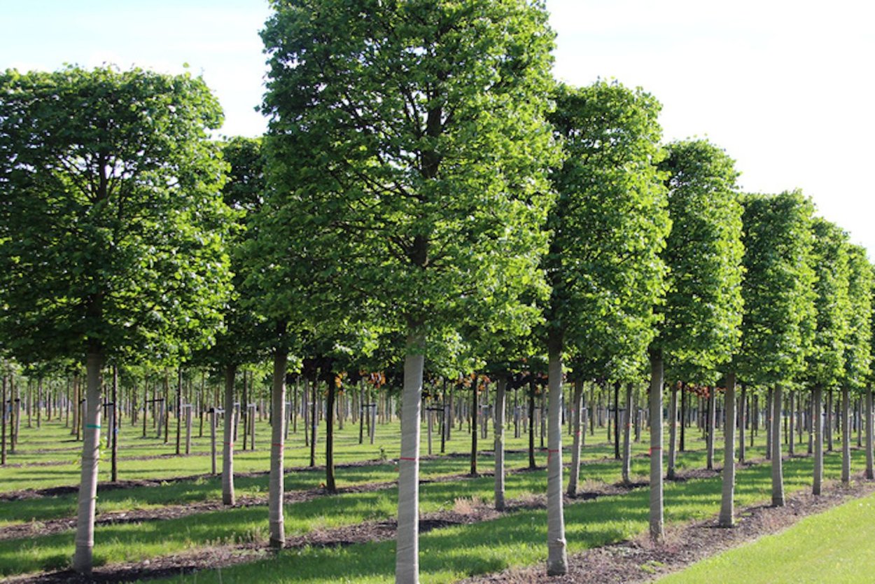 Липа мелколистная Tilia cordata