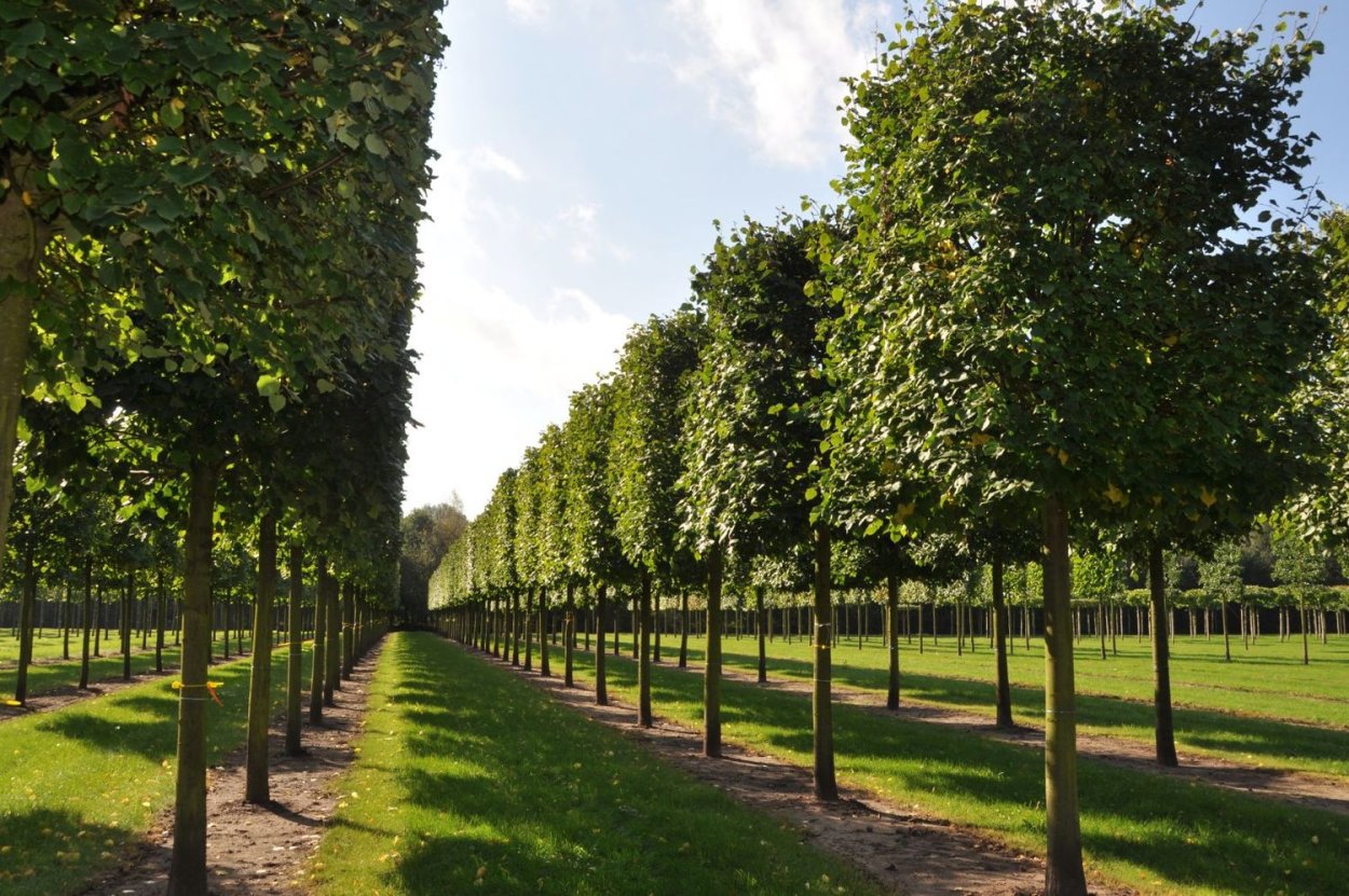 Липа европейская Паллида