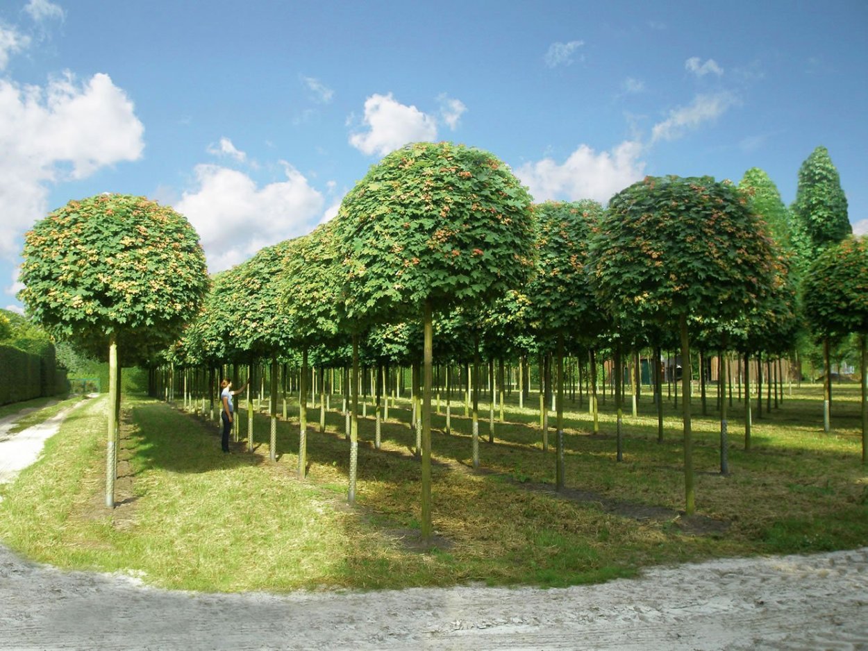 Клен остролистный Глобозум