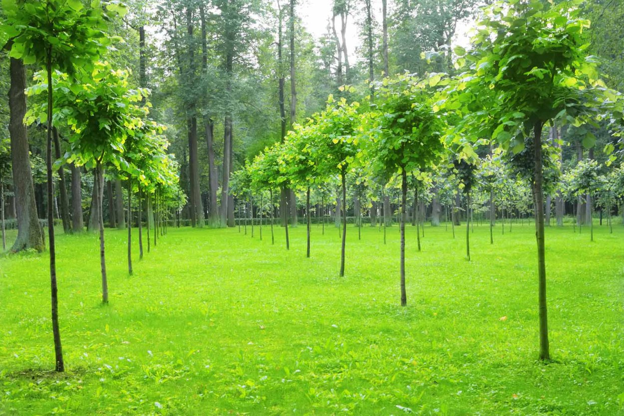 Молодые деревья парк