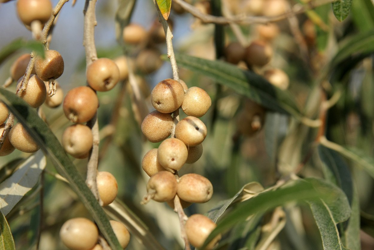 Лох узколистный Ангустифолия