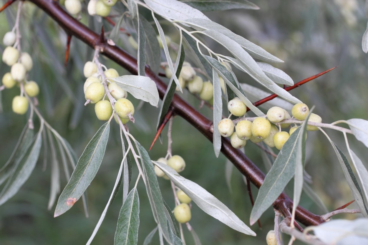 Лох узколистный (Elaeagnus angustifolia)