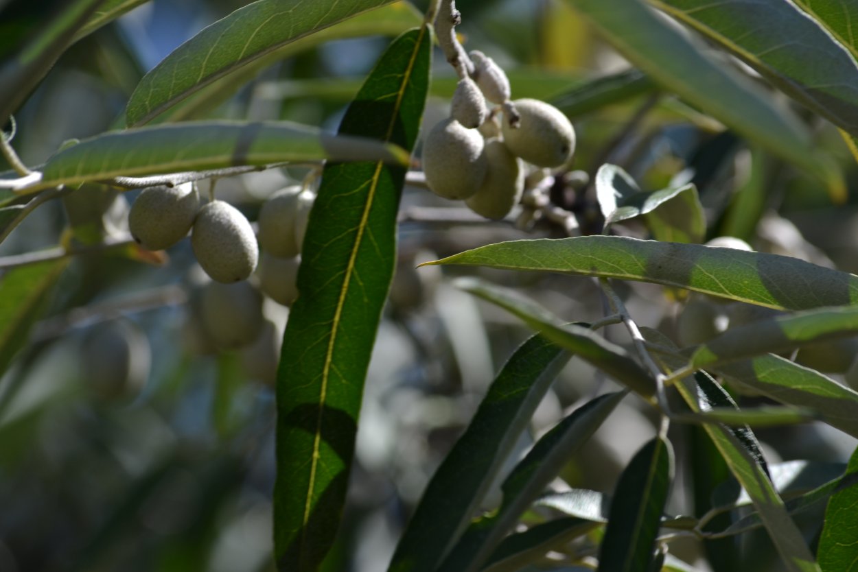 Oliwnik wąskolistny