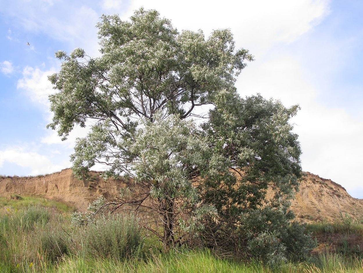 Лох узколистный Ангустифолия