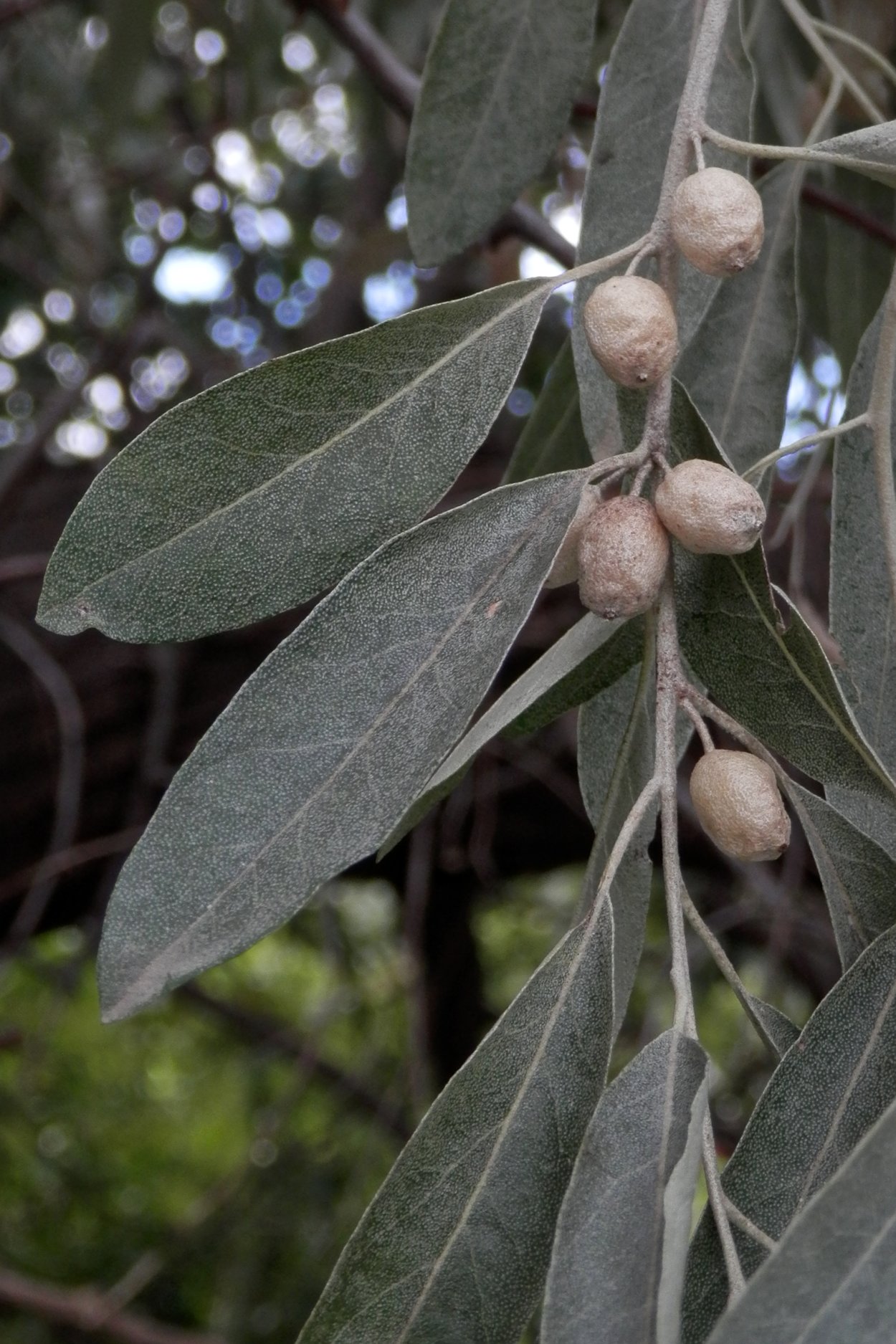 Elaeagnus latifolia