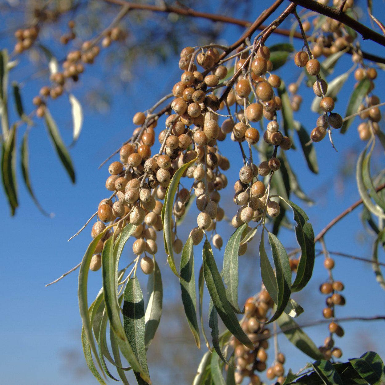 Узколистный; Джида