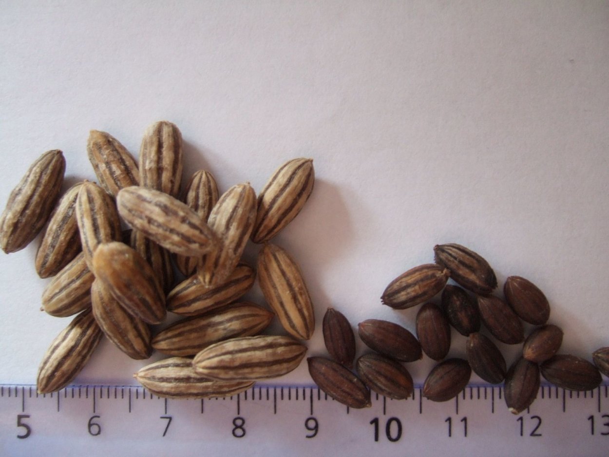 Лох серебристый узколистный серебристый