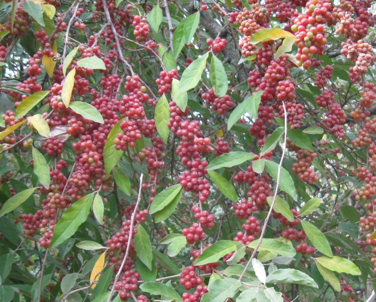 Макадамия орех дерево