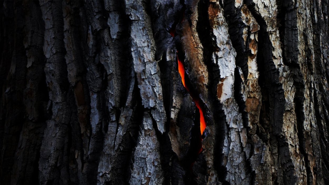 Тлеющее дерево