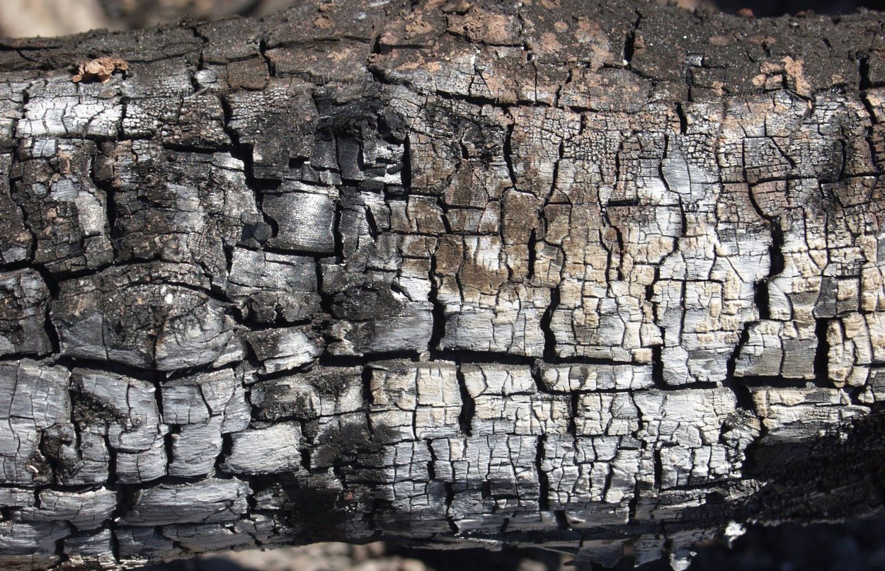 Горелое дерево