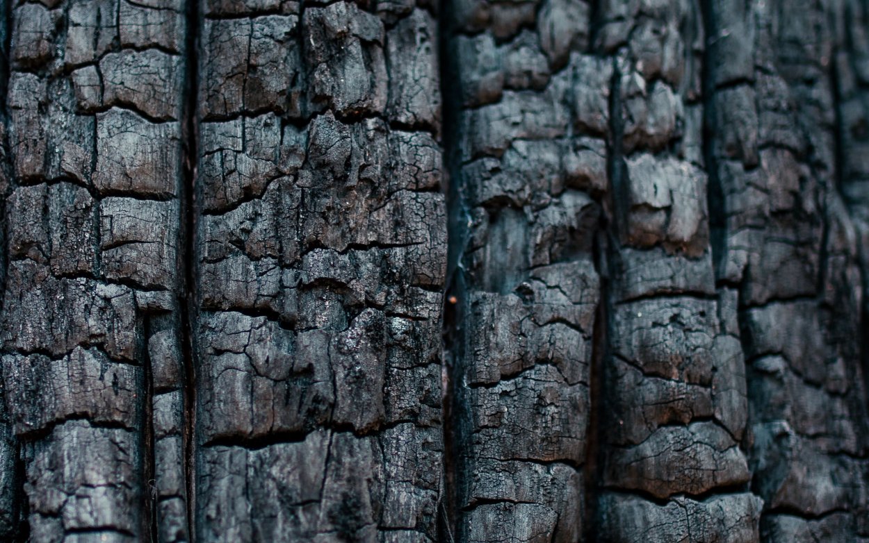 Горелое дерево