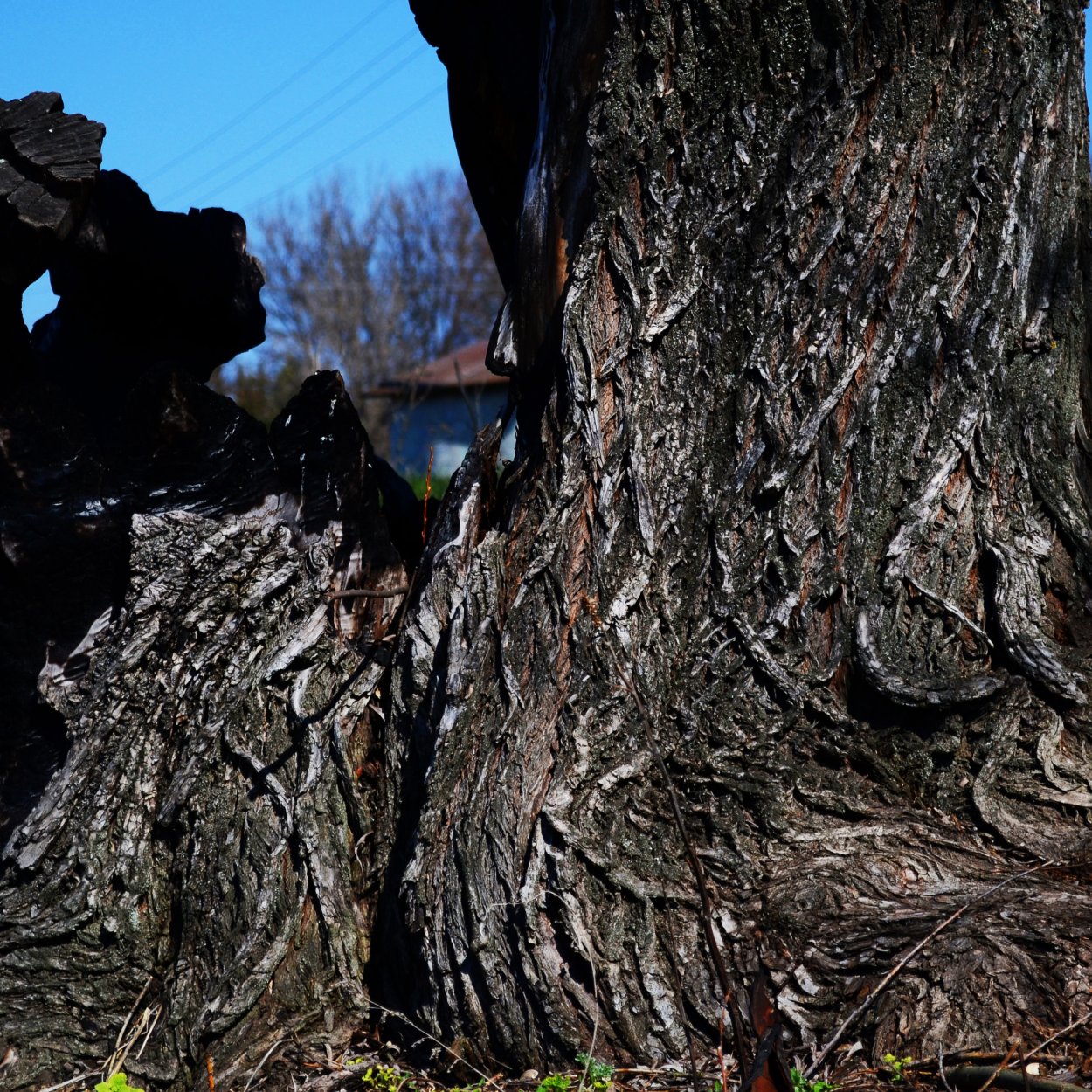 Горелое дерево