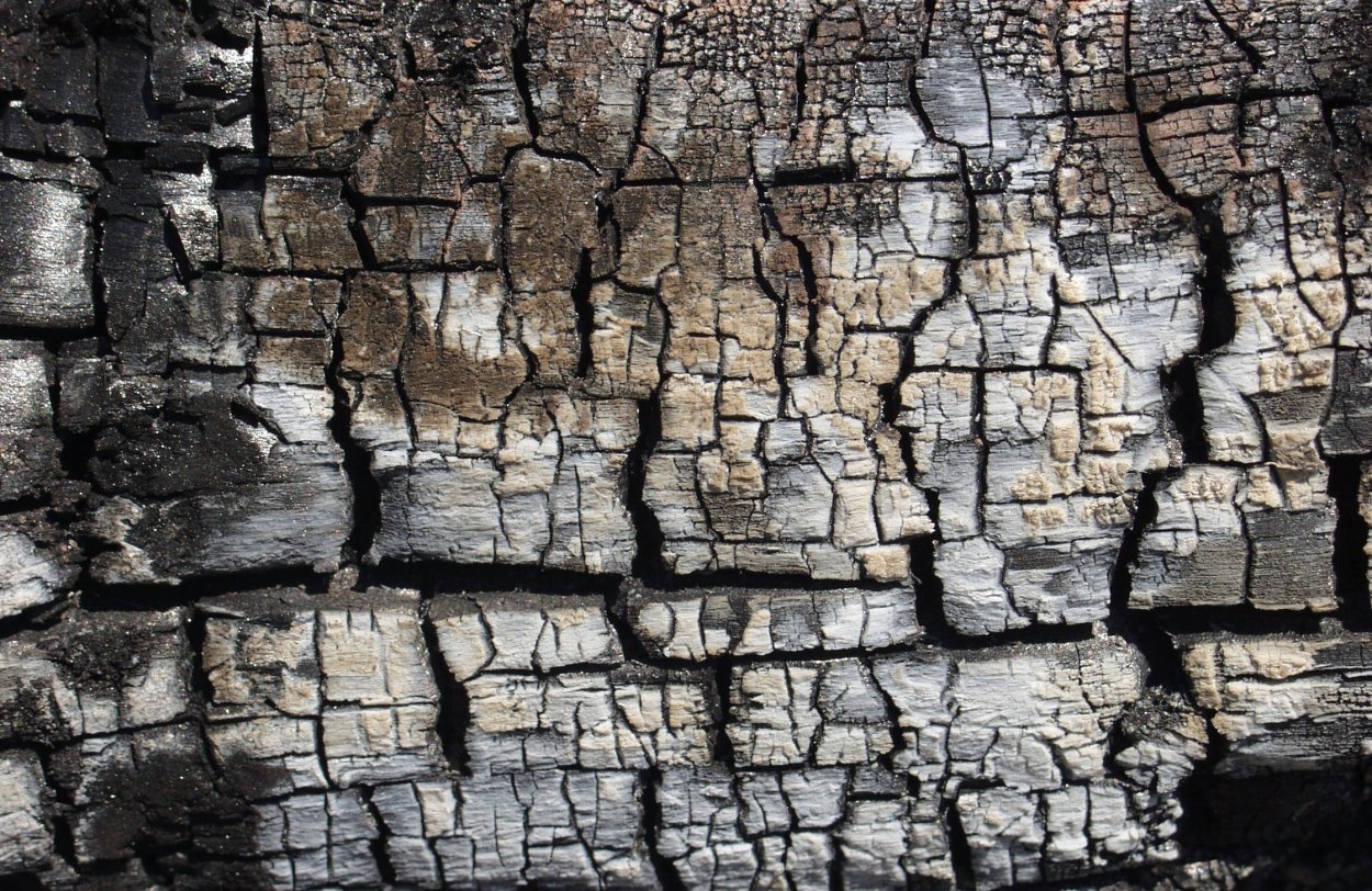 Горелое дерево