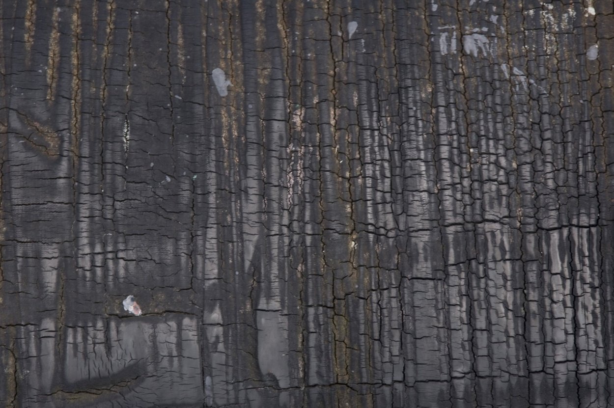 Дерево обугленное фактура