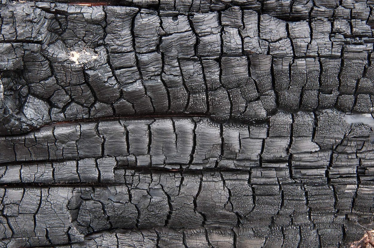 Обугленное дерево