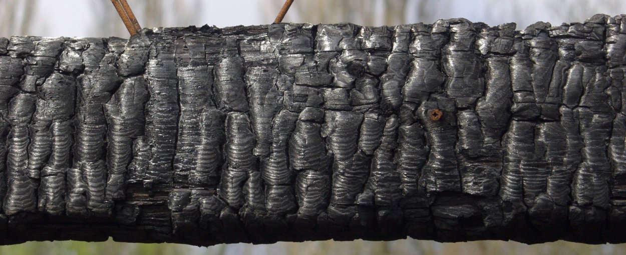 Срез дерева текстура