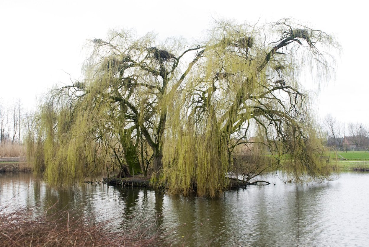 Ива Вавилонская плакучая