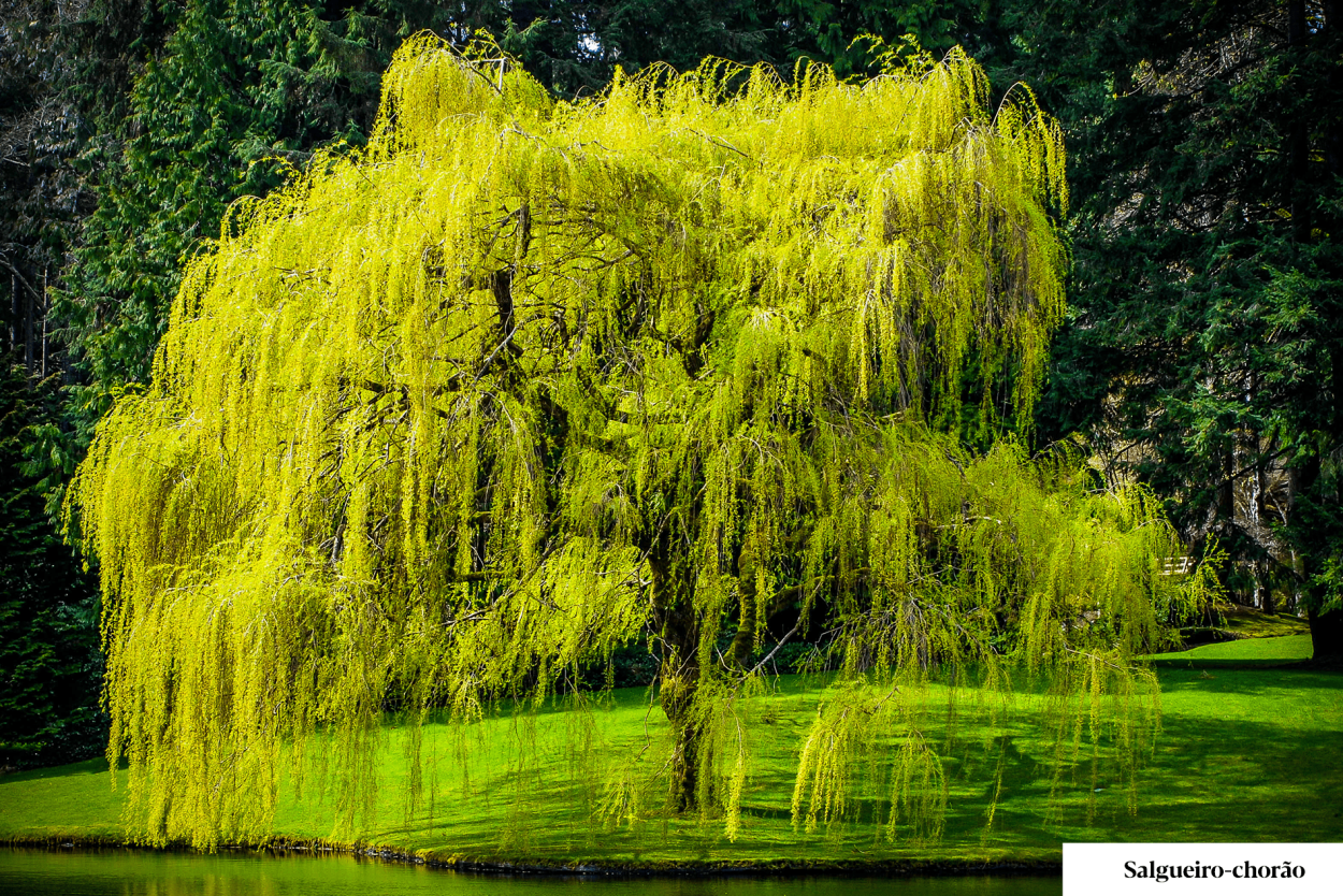 Плакучая Ива