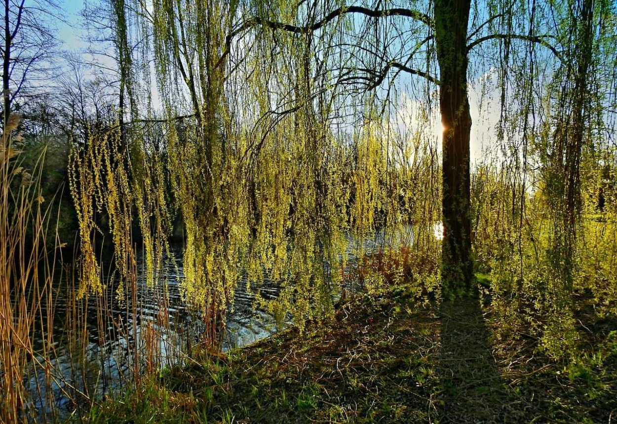 Отражение в воде Ива плакучая