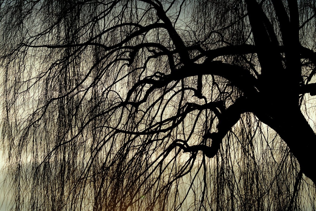 Поникшее дерево