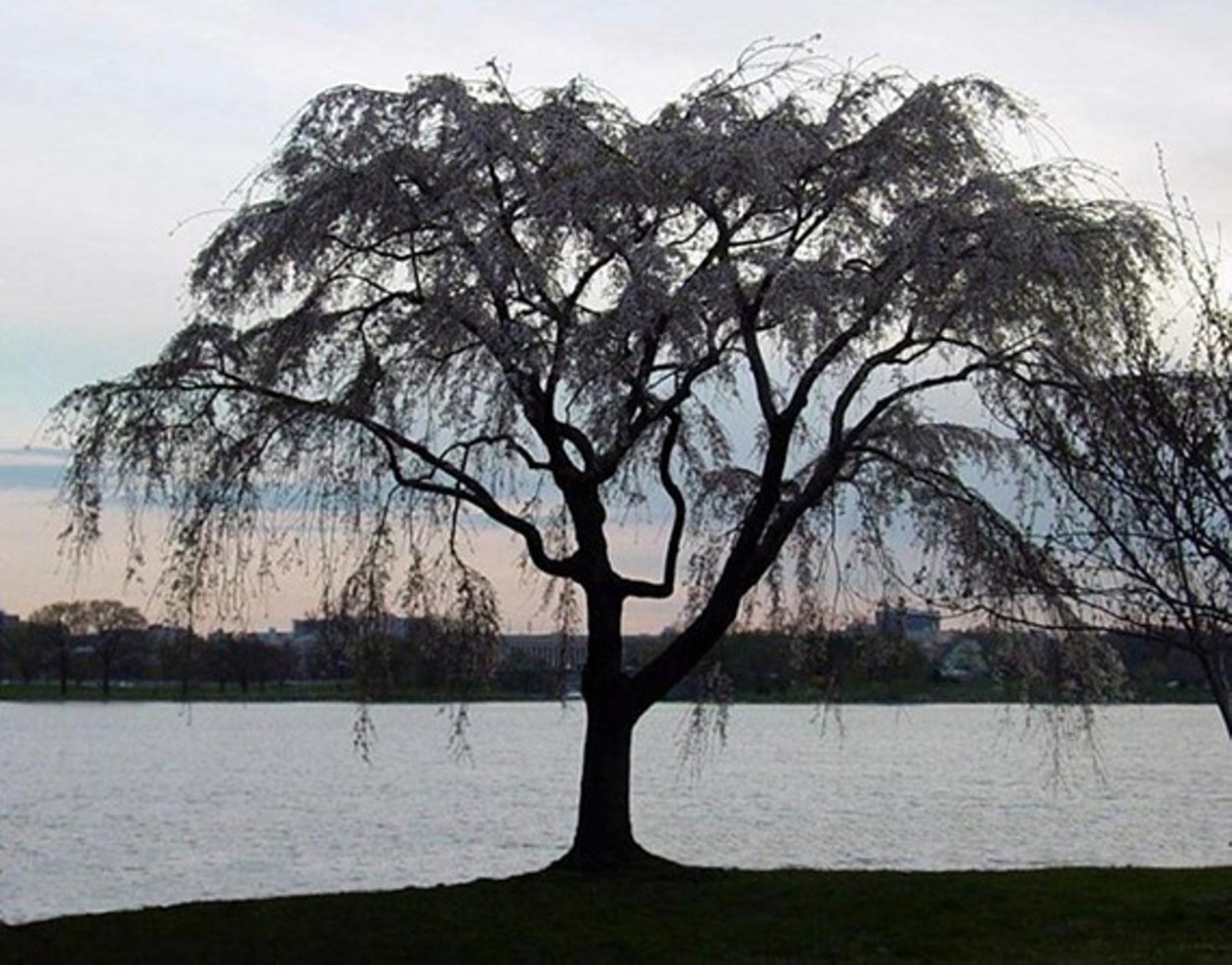 Ива бутылочное дерево
