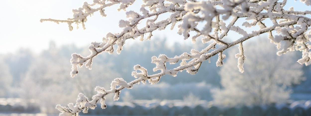 Ветки в снегу
