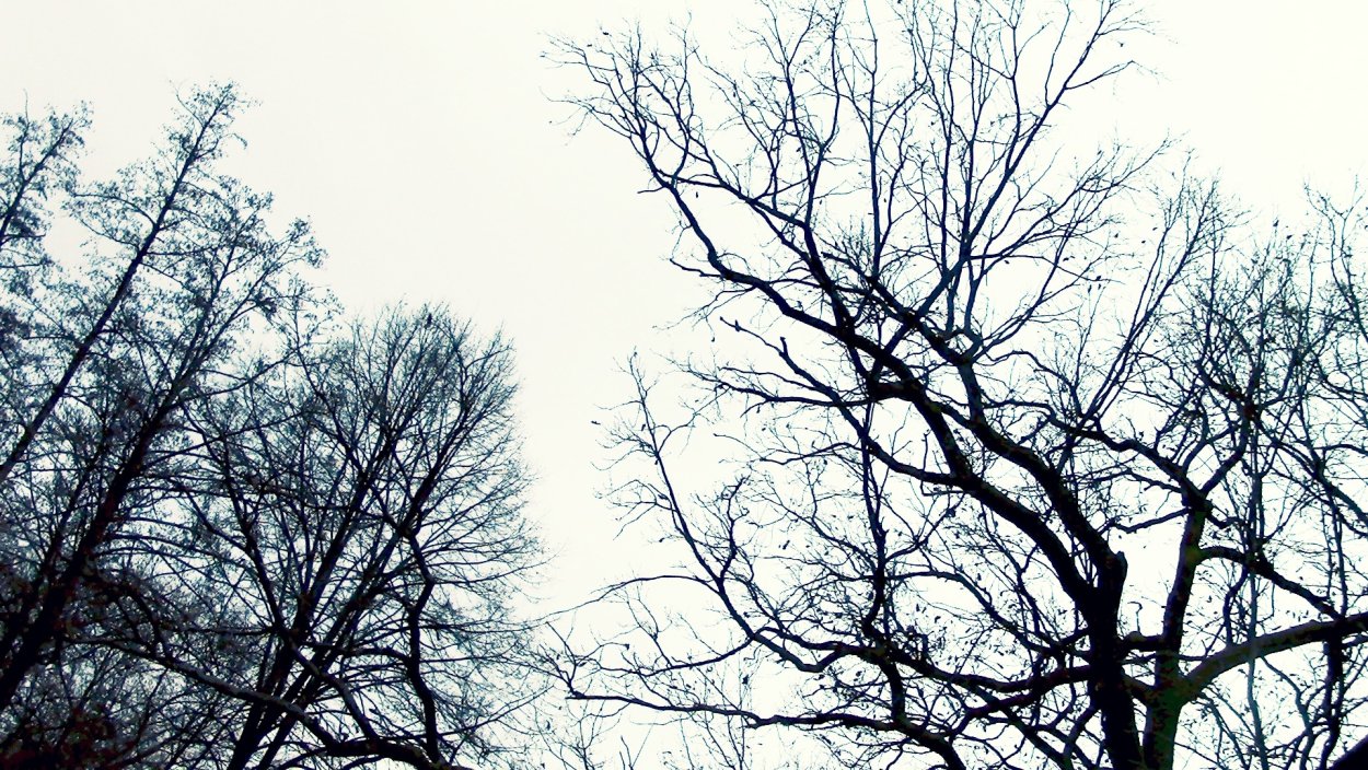 Заснеженное дерево силуэт