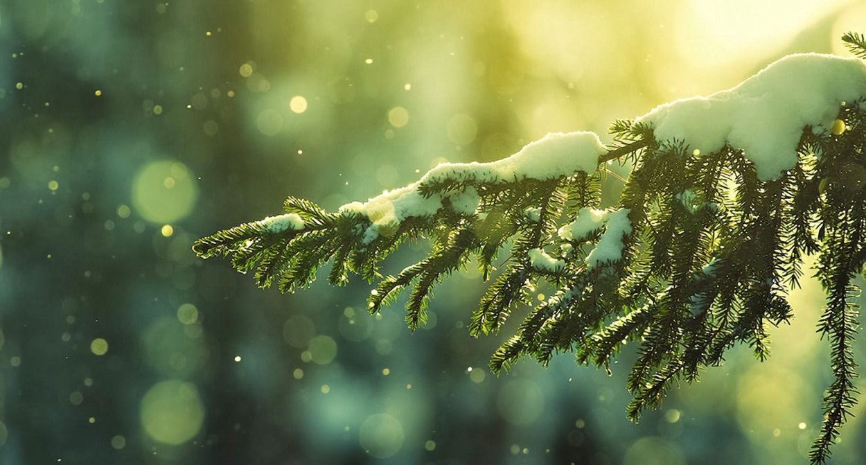 Зимние еловые ветки