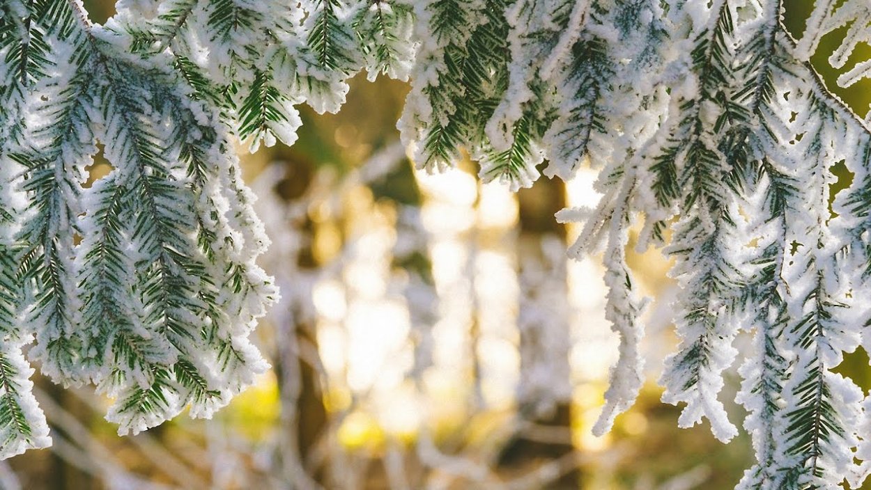 Ель в снегу