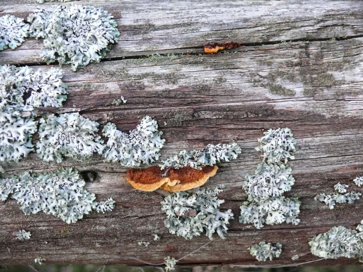 Коррозионная гниль древесины