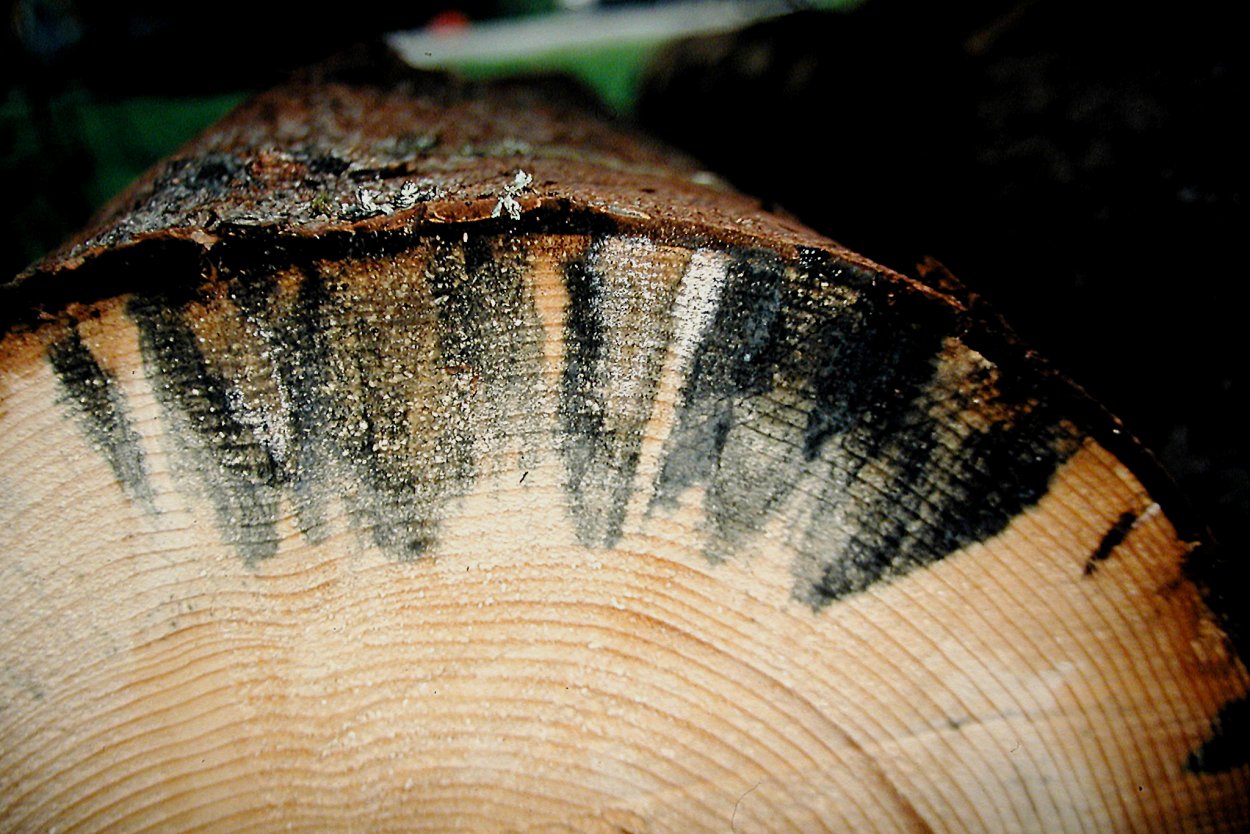 Заболонные грибные окраски и плесень