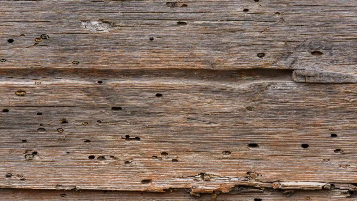 Сажистый грибок на груше